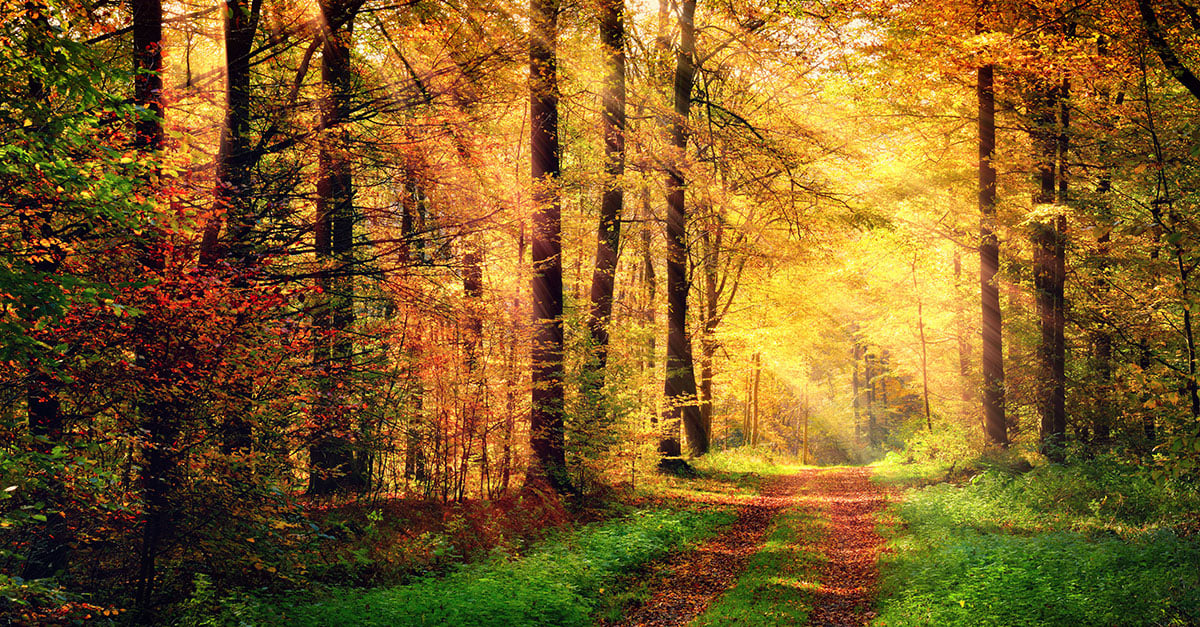 Zo zie je door de bomen het bos weer